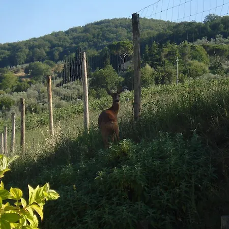 Il Cielo Bio - Il Piccolo Del Chianti Greve in Chianti