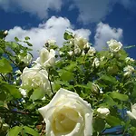 Il Cielo Bio - Nature, Relax, Shiatsu, Massage, Esplore Chianti