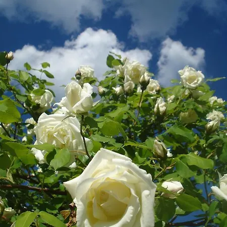 Il Cielo Bio - Nature, Relax, Shiatsu, Massage, Esplore Chianti