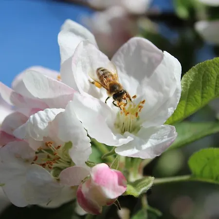 Oda ve Kahvaltı Il Cielo Bio - Nature, Relax, Shiatsu, Massage, Esplore Chianti